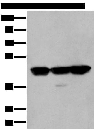 PLAG1 Antibody
