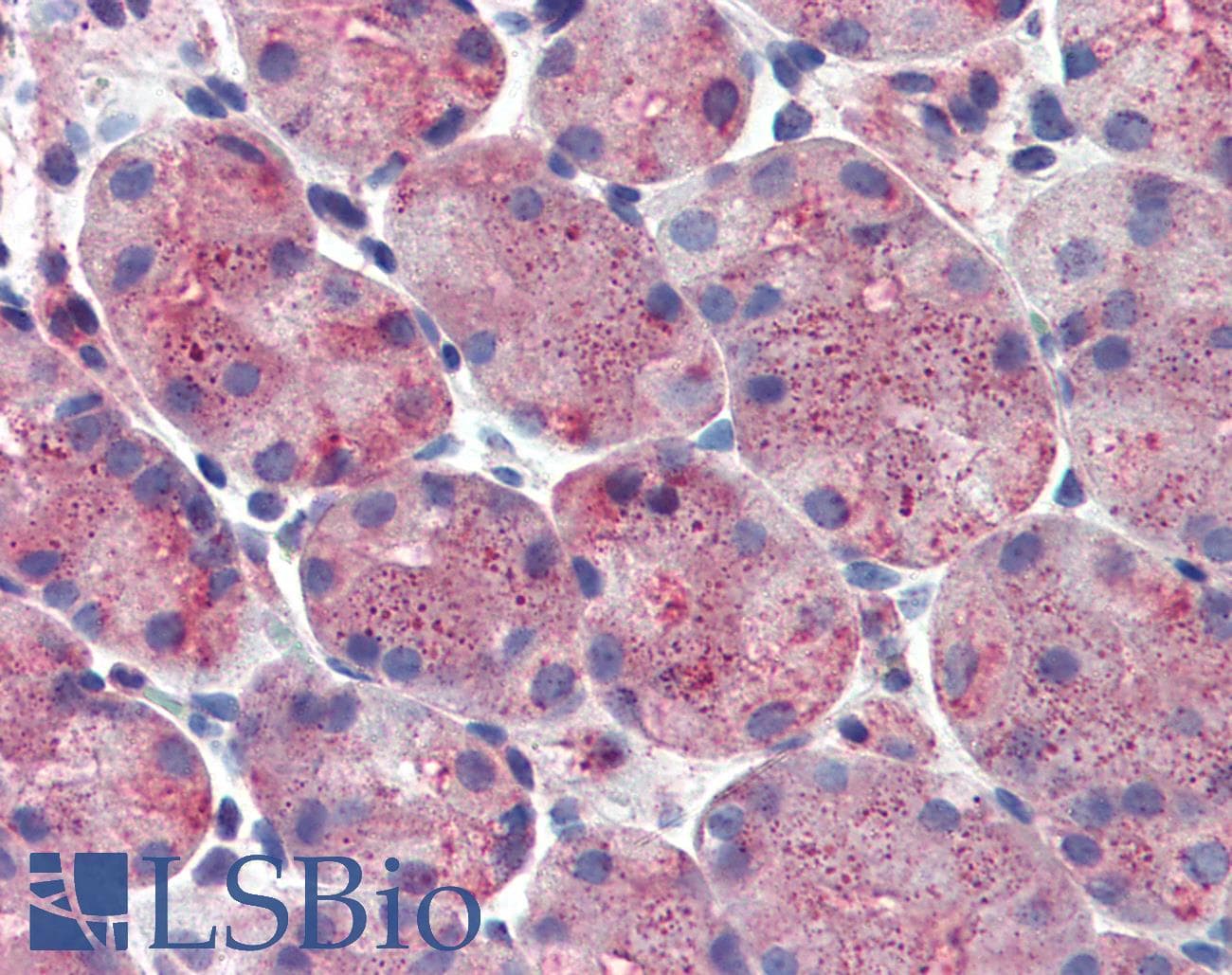 IHC-plus™ ERP44 Antibody (Internal)