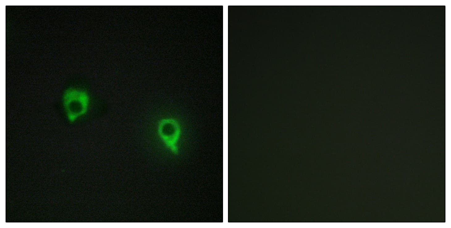 AKAP1 / AKAP Antibody (aa281-330)