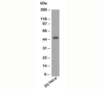 KRT17 / CK17 / Cytokeratin 17 Antibody (clone E3, Azide-free, BSA-free)