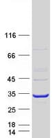 Human AK4 / Adenylate Kinase 4 Protein (Recombinant Myc-DDK (Flag))