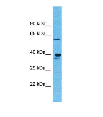OR4K1 Antibody (C-Terminus)