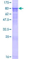 Human DNAJC11 Protein (Recombinant GST)