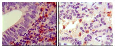 HCK Antibody (clone 3D12E10)