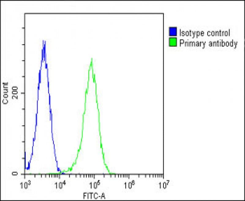 Polyclonal Rabbit anti-Human HSD17B10 / HADH2 Antibody (Internal, IHC, IF, WB)