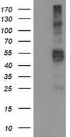 TMPRSS5 Antibody (clone OTI6E11)