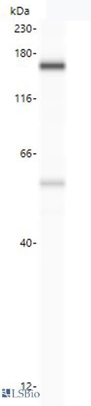 PathPlus™ USP19 Antibody