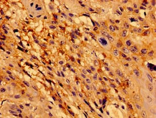 TCF15 / PARAXIS Antibody