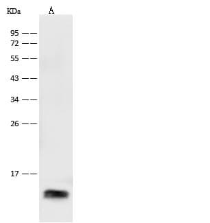 CXCL7 / PPBP Antibody