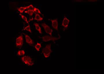 COX5A Antibody