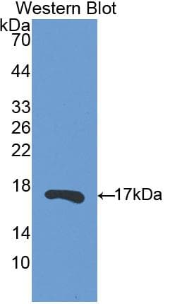 RNASE13 Antibody (aa20-156)