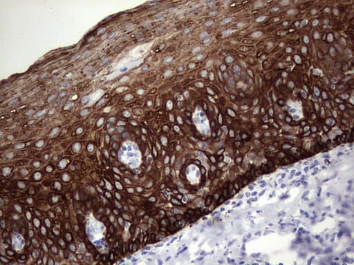 ENKUR Antibody (clone OTI6C10, Carrier-free)