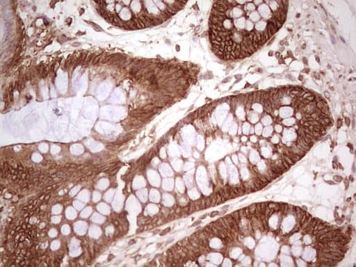 WIBG Antibody (clone OTI9C7, Carrier-free)