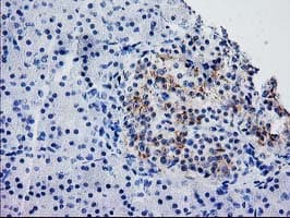 SNAP25 Antibody (clone OTI1G2)