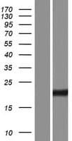 PRAP1 Protein (Over-Expression Lysate Myc-DDK (Flag))