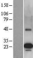 PEMT Protein (Over-Expression Lysate Myc-DDK (Flag))