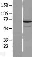 REC8 Protein (Over-Expression Lysate Myc-DDK (Flag))