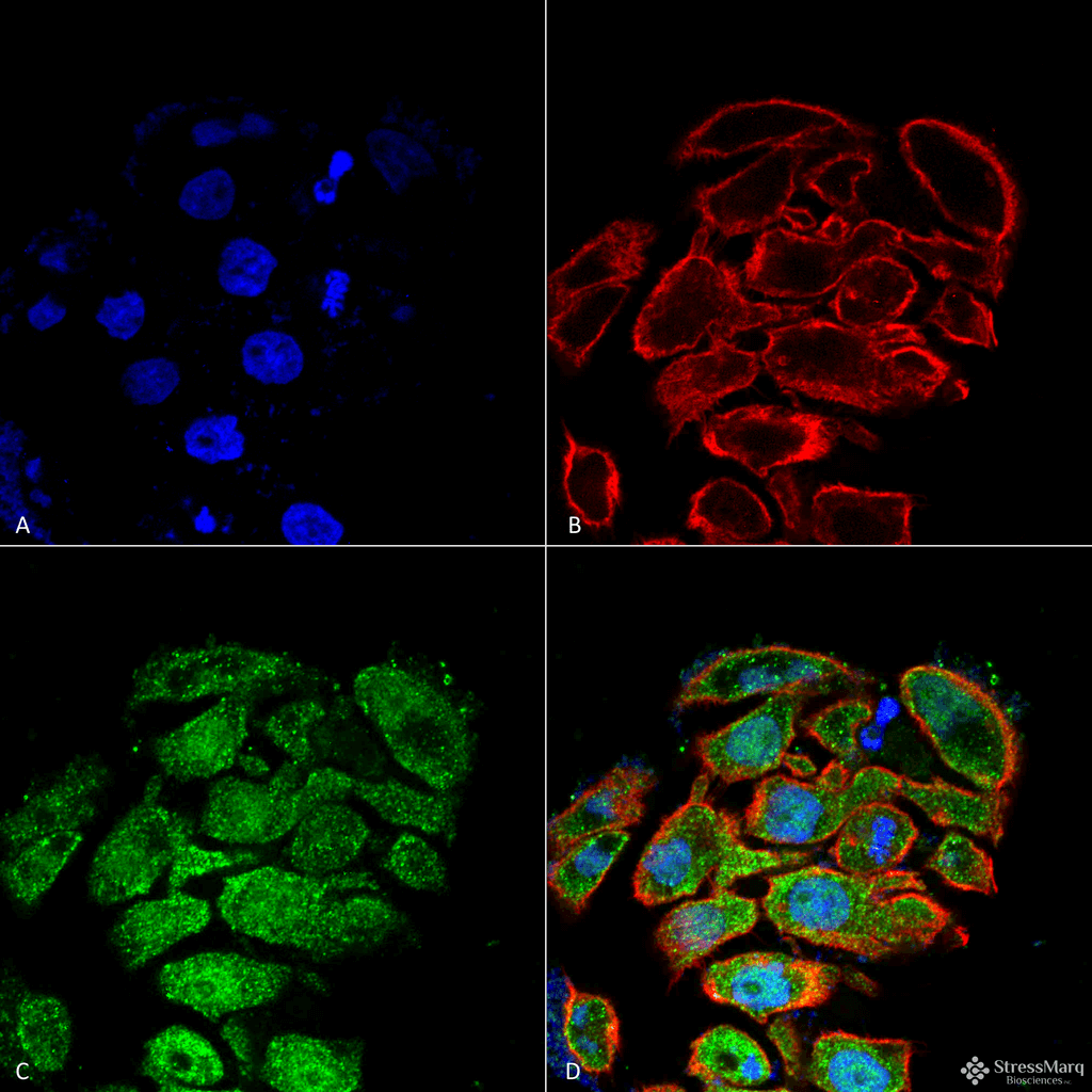 SLC2A2 / GLUT2 Antibody (FITC)