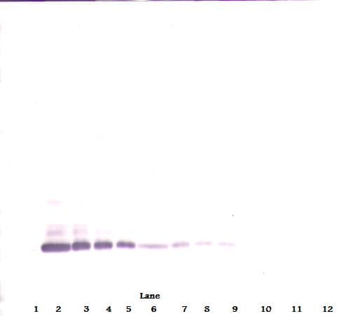 BMP7 Antibody (Biotin)