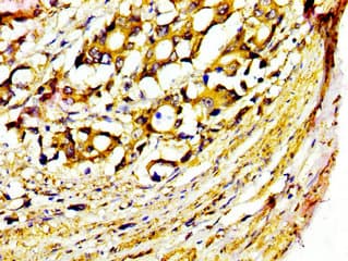 Polyclonal Rabbit anti-Human MST1 Antibody (IHC)