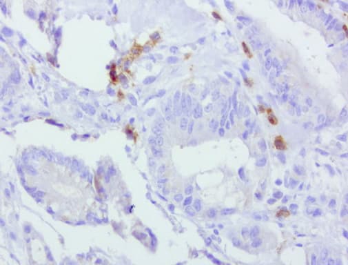 PDCD1 / CD279 / PD-1 Antibody (clone UMAB199, Carrier-free)