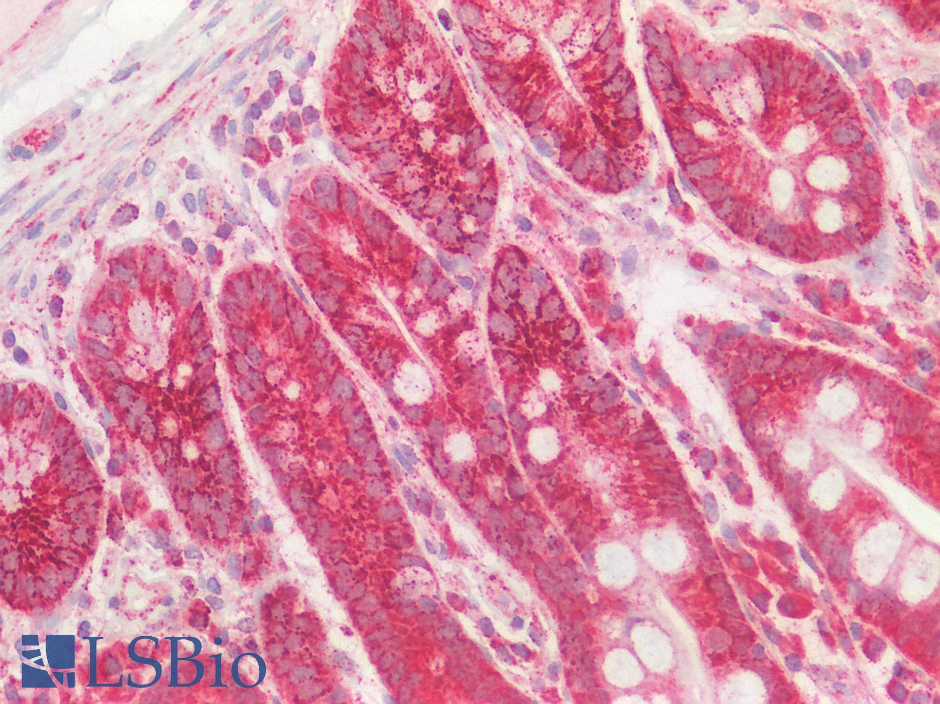 FPGS Antibody (aa265-314)