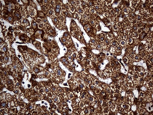 UQCRFS1 Antibody (aa79-274, clone OTI4H8)