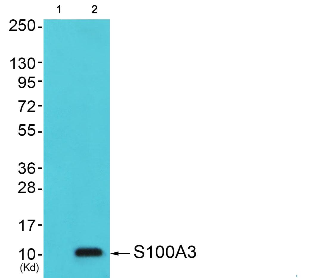 S100A3 / S100E Antibody