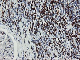 Monoclonal Mouse anti-Human GIMAP4 Antibody (clone OTI1A11, Carrier-free, IHC, IF, WB)