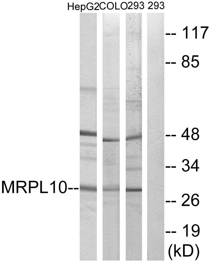 MRPL10 Antibody
