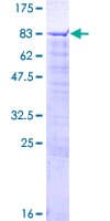 Human SCFD1 / SLY1 Protein (Recombinant GST)
