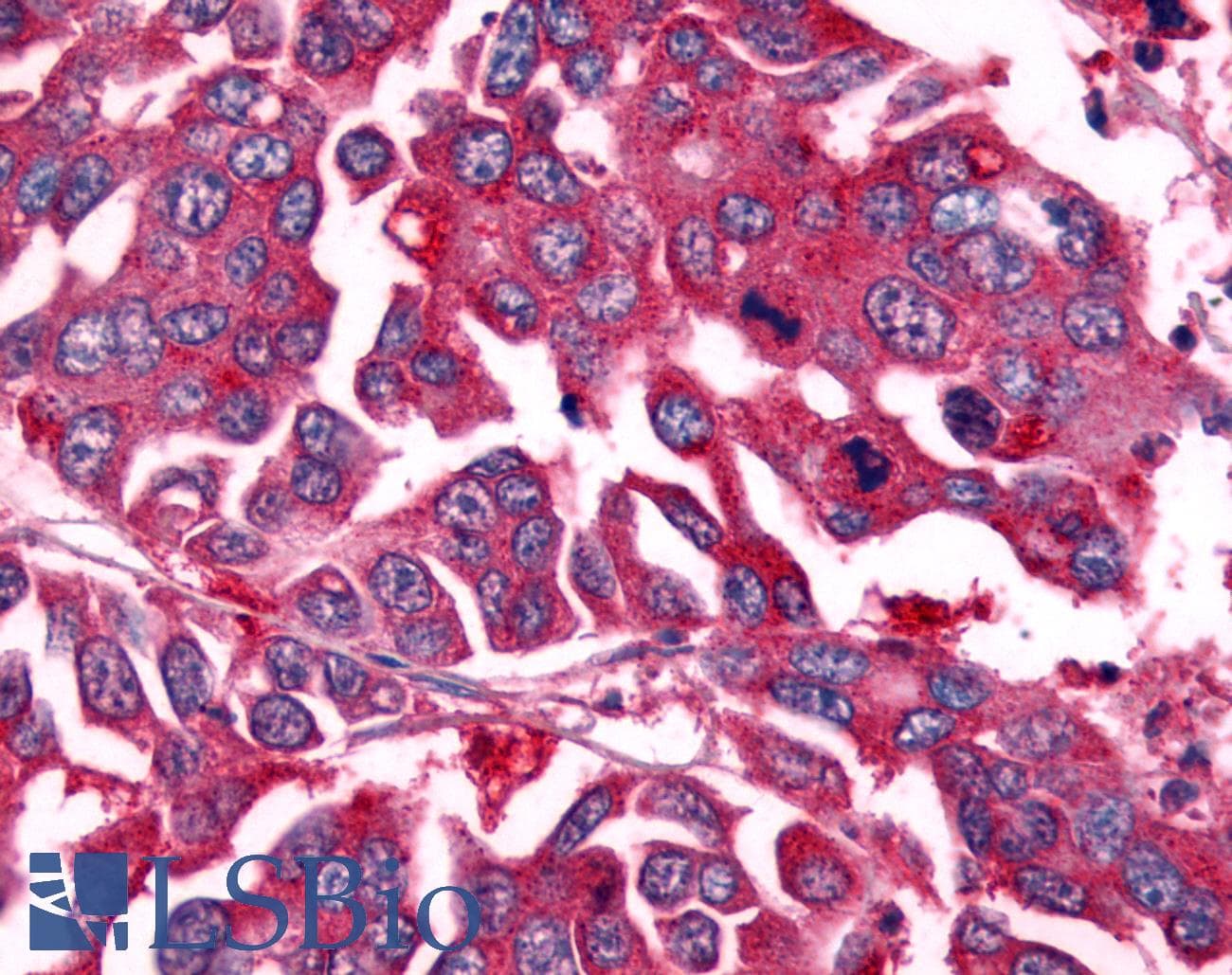 PathPlus™ NEK7 Antibody (Kinase Domain)