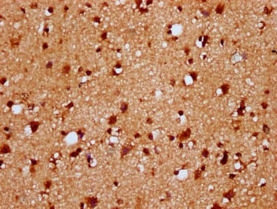 HIST1H4I Antibody