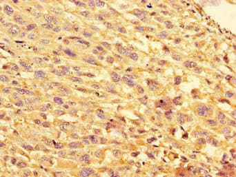 EIF4EBP1 / 4EBP1 Antibody