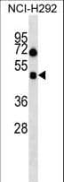 OX1R / Orexin Receptor 1 Antibody (aa270-298)