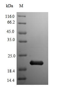 Brucella abortus mdh / Malate Dehydrogenase Protein (Recombinant 10His-SUMO, N-terminus + Myc, C-terminus)