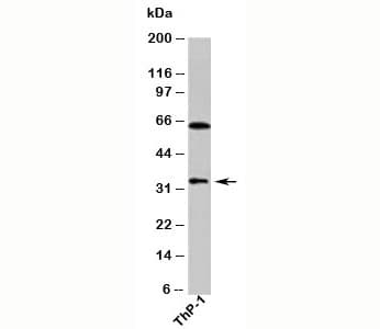 DUSP13 Antibody