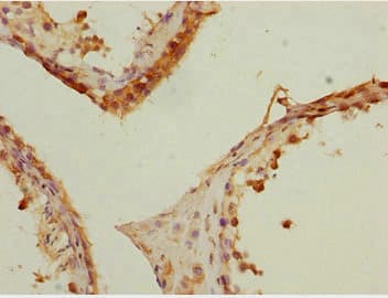 ERdj4 / DNAJB9 Antibody