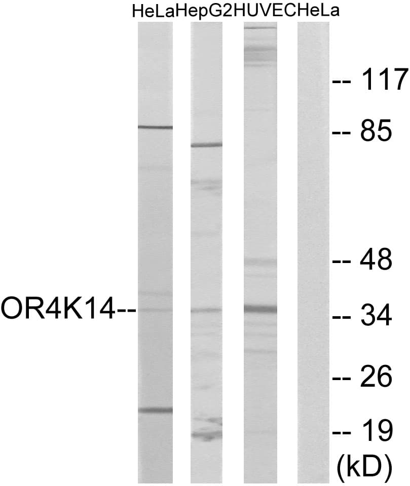 Polyclonal Rabbit anti-Human OR4K14 Antibody (aa261-310, IF, WB)