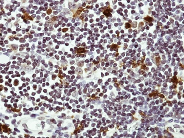 HAUS8 Antibody (aa166-360)