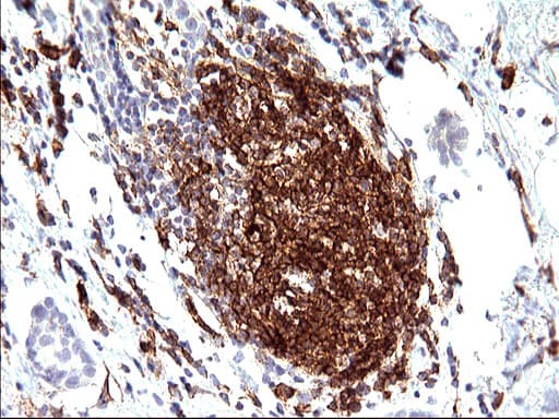 CD33 Antibody (clone OTI2C1)