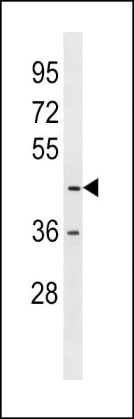 Polyclonal Rabbit anti-Human LMAN2L Antibody (aa322-348, WB)