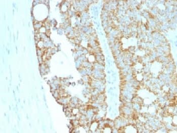MAML2 Antibody (clone MAML2/1302, Ready-to-Use)