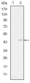 Monoclonal Mouse anti-Human GRIA3 / GLUR3 Antibody (clone 1D2, IHC, WB)