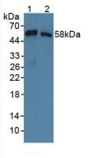 SNTB1 / A1B Antibody (aa2-297)