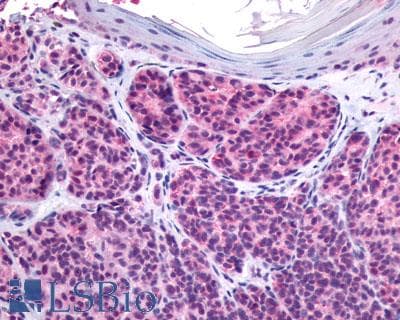 PathPlus™ Polyclonal Rabbit anti-Human GPR27 Antibody (N-Terminus, IHC)