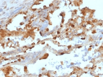 ITGAX / CD11c Antibody (aa600-850, clone ITGAX/1243)