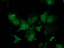 C1orf50 Antibody (clone OTI2C1)