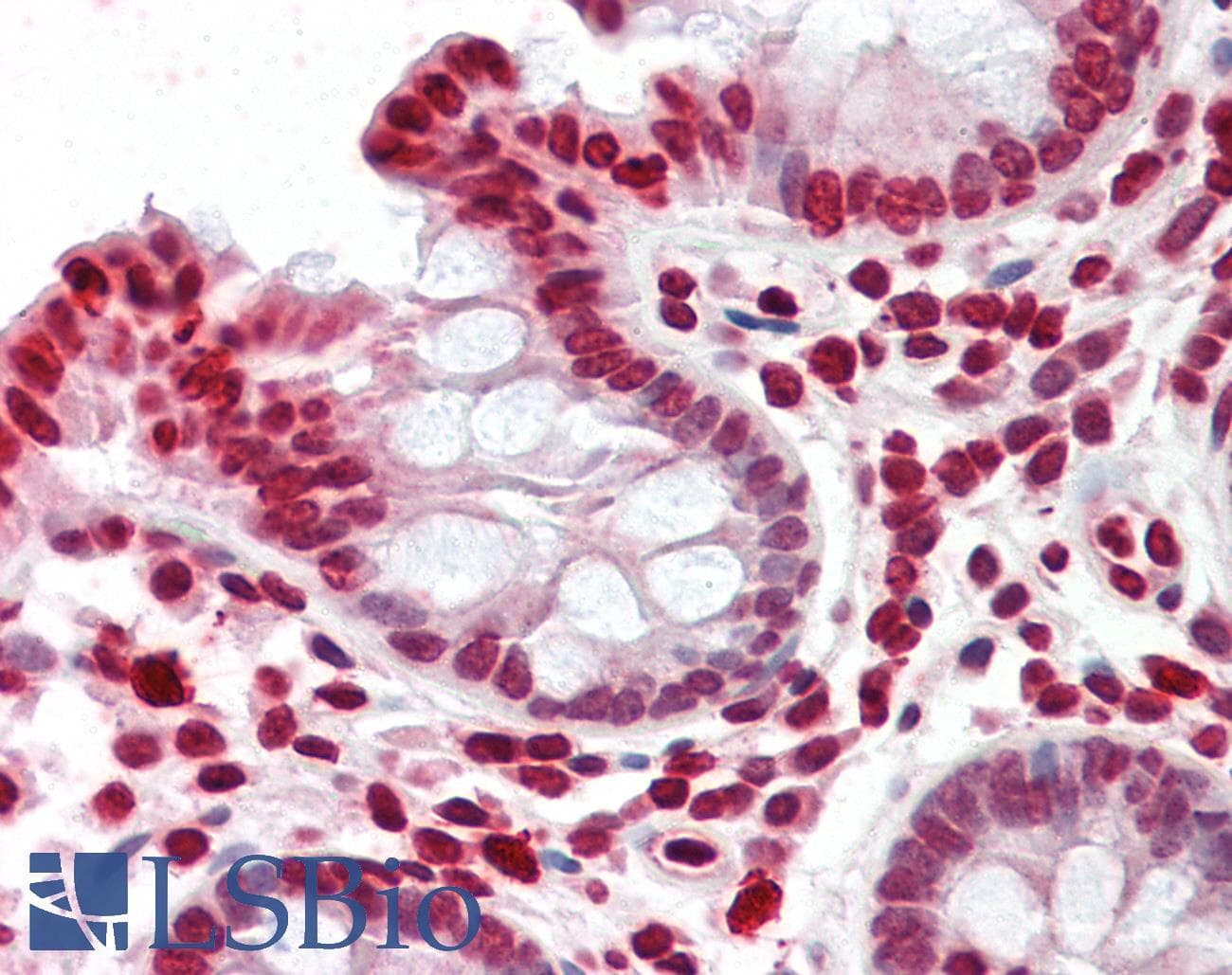 IHC-plus™ YPEL4 Antibody