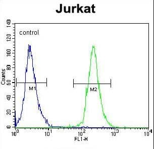 Polyclonal Rabbit anti-Human POTEB3 / POTE-15 Antibody (aa381-410, IHC, WB)